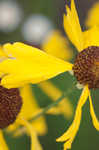 Oldfield sneezeweed